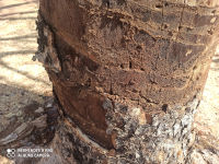 termite mastiterme ring barking